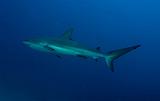 SXM shark hotel 20 aout 2010_05